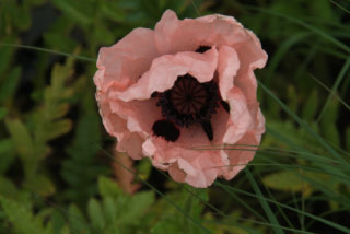 Papaver orientale 'Prinzessin Victoria Louise' Oosterse papaver, Reuzenpapaver bestellen